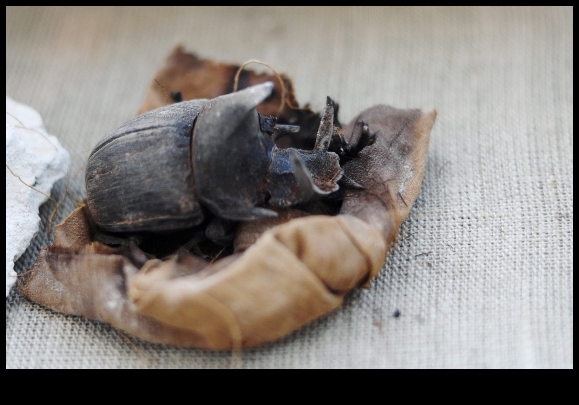 Svētie skarabeji: vaboļu simbolika Ēģiptes mākslā