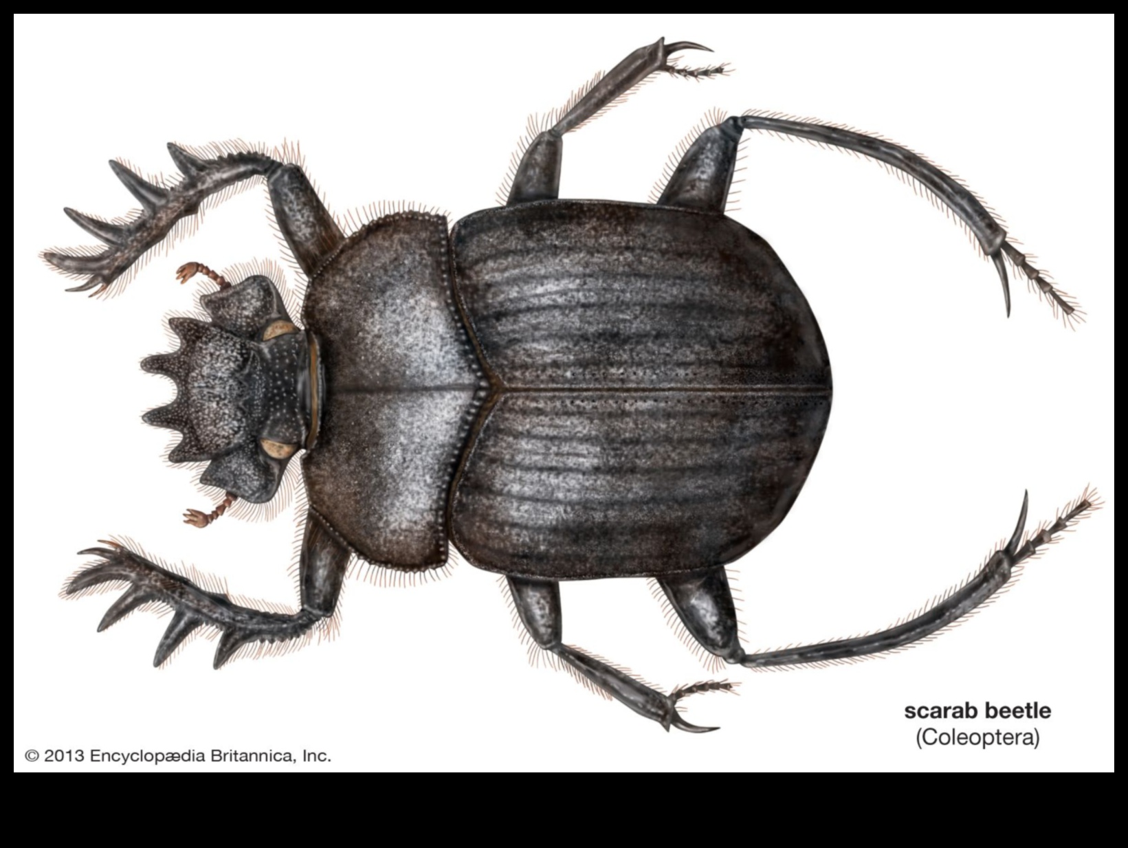 Svētie skarabeji: vaboļu simbolika Ēģiptes mākslā